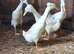 2 Beautiful white crested runner ducks.
