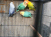 Turquoise opaline lovebirds for sale
