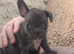 French bulldog puppies