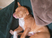 Whiskey staffy cross male for sale