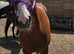 Stunning 2yr old chestnut gelding