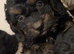 Female cockapoo puppy