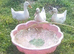Hatching Eggs Aylesbury Ducks