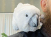 Umbrella Cockatoo 2years Male