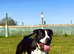 Enzo is looking for a loving family