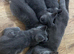 British blue shorthair kittens