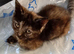 Maine Coon x Ragdoll kittens ready now