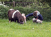 Shetland mare
