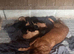 Labrador Pups ready to go beginning of July