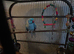 Tiny Tim blue ringneck