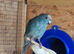 Proven pair of Kakarikis