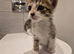 Adorable taddies needing a new home