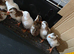 Guinea fowl keets