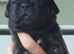 5 FRENCH BULLDOG X LABRADOR puppies