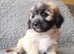 Lhasa-chon puppies for sale