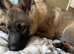 5 month old female German shepherd