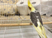 Hand tame cockatiel