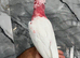 Friendly Baby HandReared Super Tame Cuddly Lutino Galah Cockatoo Parrot,12