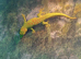 High Red Day Gecko juvenile
