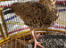 Male Kala teetar chick for sale