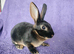 Baby mini rex for sale
