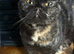 Beautiful chocolate tortie female Bsh