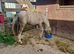 Palmino colt