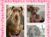 Gorgeous Miniature Dachshunds