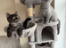 British and Scottish Fold kittens