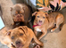 Staff x mastiff