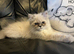 STUNNING MALE BLUE POINT HIMALAYAN KITTEN READY NOW