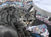 Scottish fold mixed