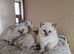 Ragdoll Kittens