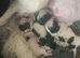 Beautiful Japanese chin puppies