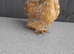Young pekin bantam chickens