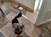 Pure Yorkshire terrier puppy
