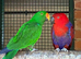 Pair Red Sided eclectus