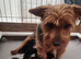 All pups now rehomed