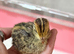 Coturnix Quail Chicks
