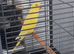 Beautiful lutino young talking parrot