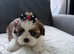 Shih Tzu Puppies