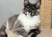 TICA registered Maine coon kittens READY NOW