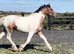 "Dun x Spotted Appaloosa " Dun Filly Coloured