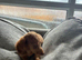 KC REG Long Haired Miniature Dachshunds
