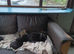 Kittens for sale lovely colours male female ready for there for ever home