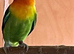fischer lovebirds