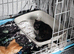 Mixed litter kittens ( ginger females)