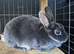 Mini rex female rabbit!