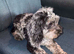 Merle cockapoo female