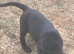 Labrador